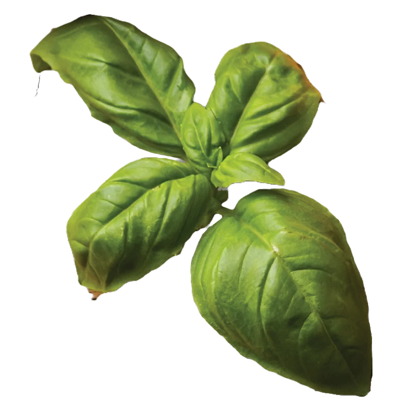 albahaca